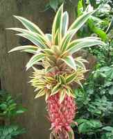 Tricolor Red Pineapple, Ivory Coast Pineapple, Ananus bracteatus 'Striatus'